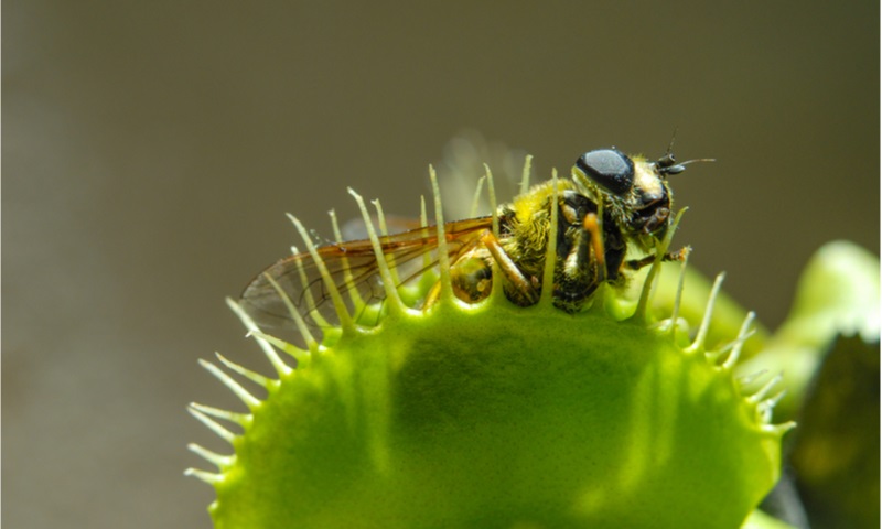fly eaten by carnivorous green plant