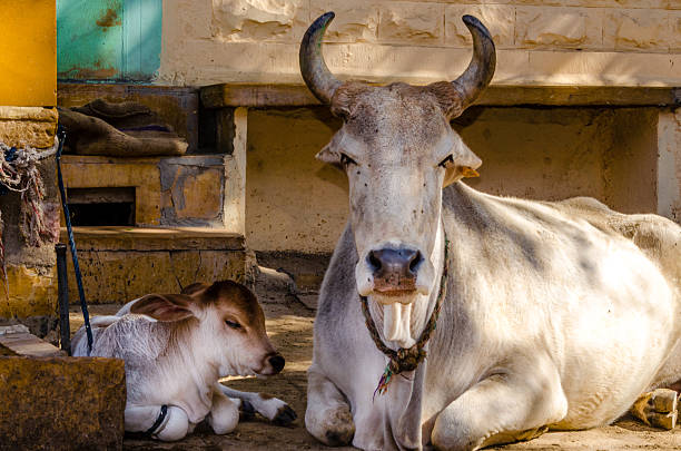 White Cow Resting With Its Calf In The Streets Of Jaisalmer Rajasthan India