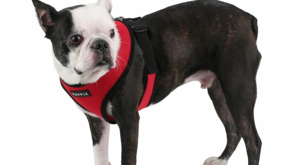 Soft Dog Harnesses